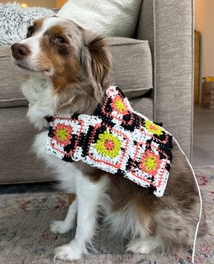 Dog wearing a cowprint sweater